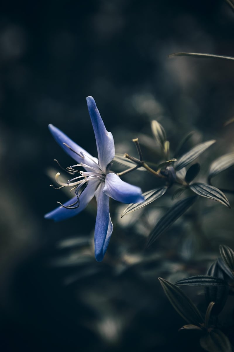 Botanical Wonderlands