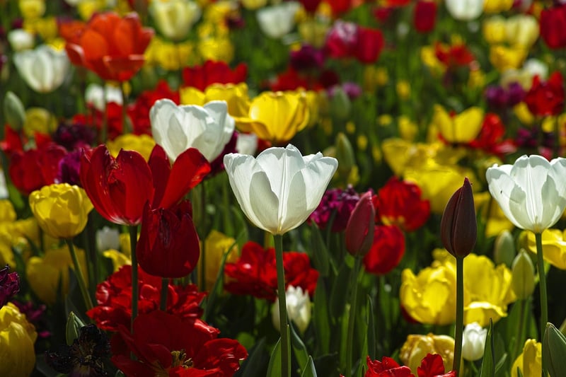Colorful Garden Oases