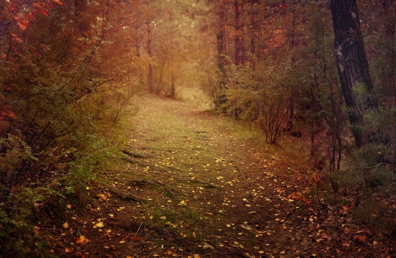 Fairy Tale Trails