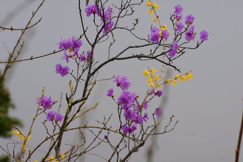 Fantasy blooms