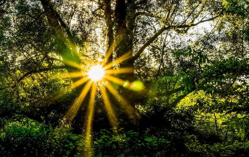 Magical greenery