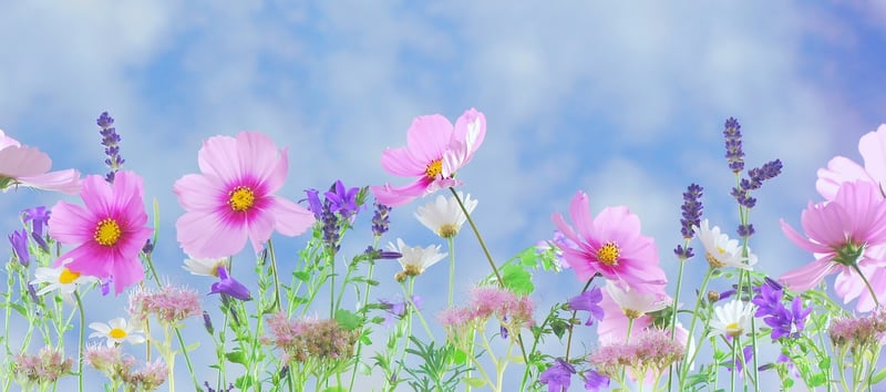 Fantastical Garden