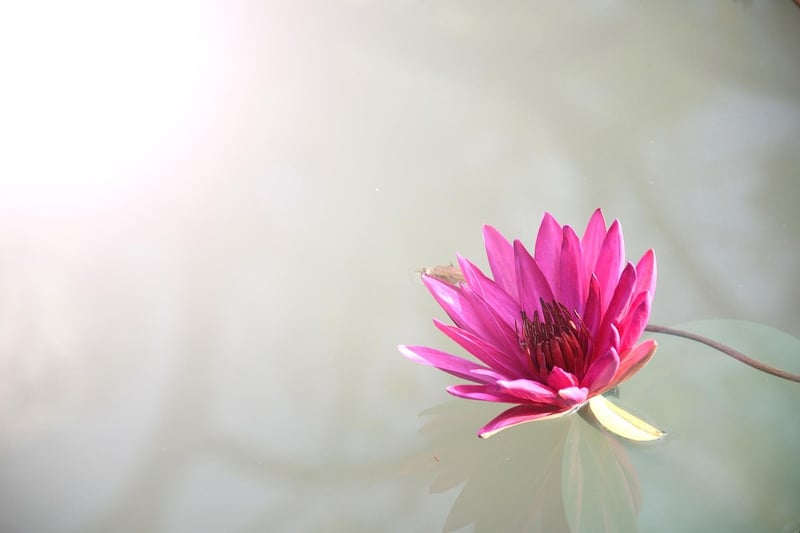 Enchanted Lotus
