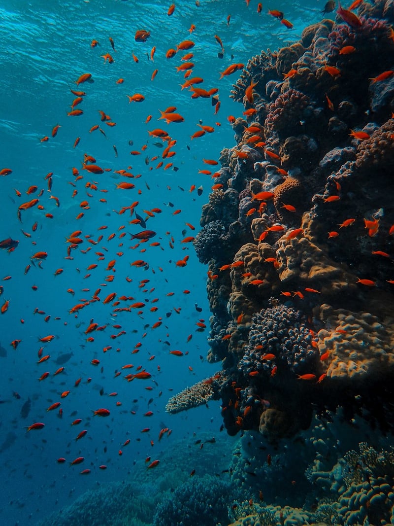 Underwater Kingdom